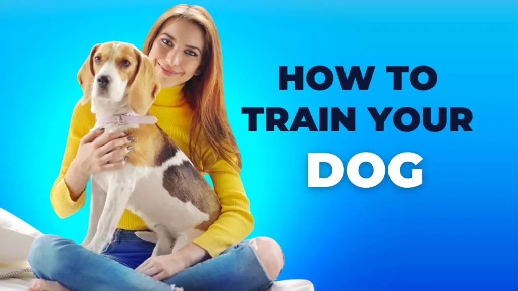 How to Teach Your Dog to Clean Up Toys