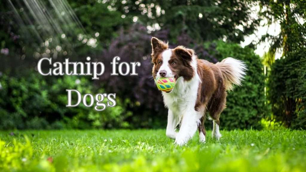 Catnip for Dogs