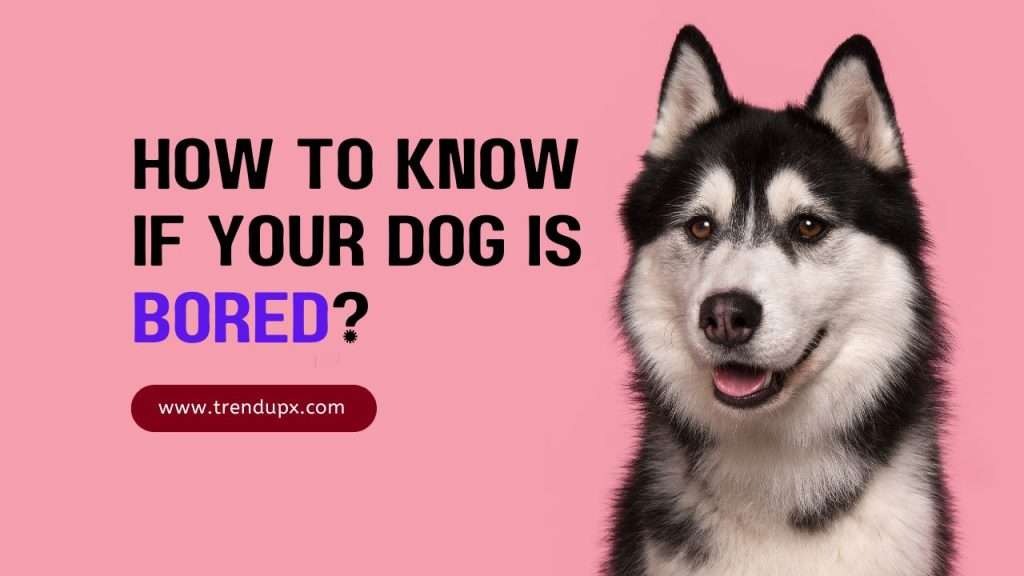 How to Know if Your Dog is Bored