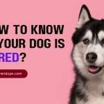 How to Know if Your Dog is Bored