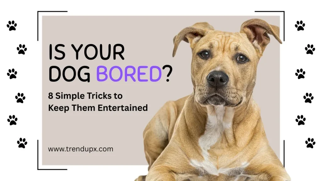 Is Your Dog Bored?