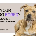 Is Your Dog Bored?